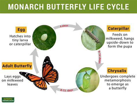 Monarch Butterfly Identification Life Cycle Migration Facts And Pictures