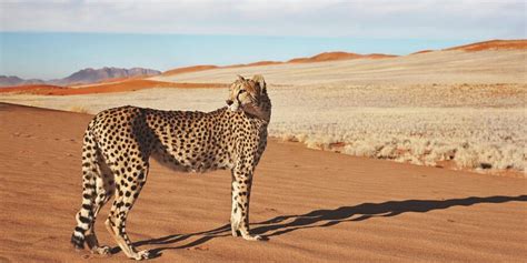 Desert Animals 15 Iconic Animals To Spot On Safari ️ 2023