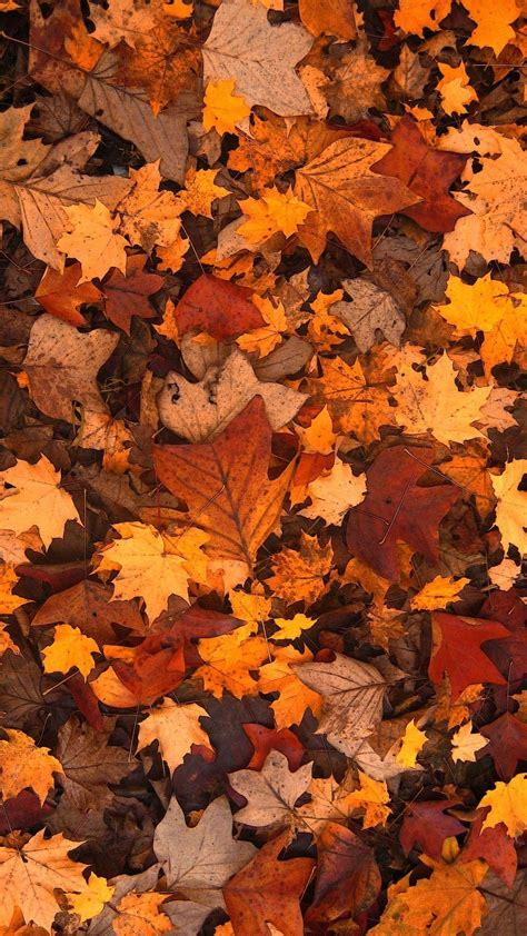 Fall Leaves Falling Wallpaper