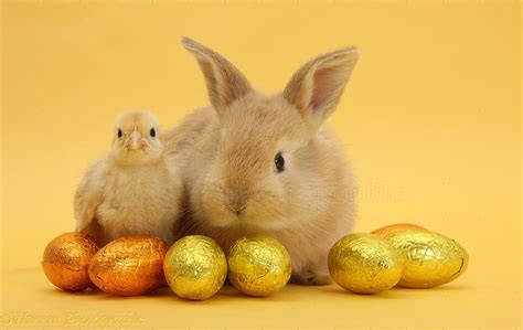Sandy Rabbit And Yellow Bantam Chick With Easter Eggs Photo Wp33641