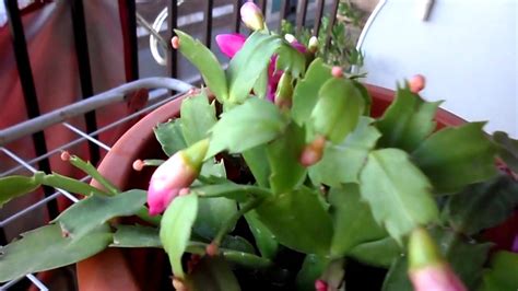 Most cacti are lacking traditional leaves because they evolved and grow in a hot, dry environment. cactus de navidad - YouTube