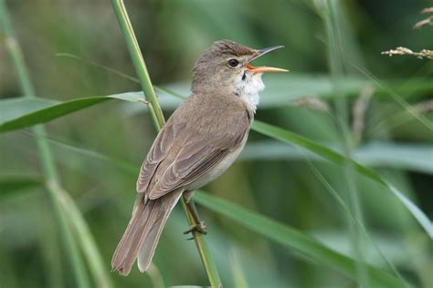 Reed Warbler By Nick Appleton Birdguides