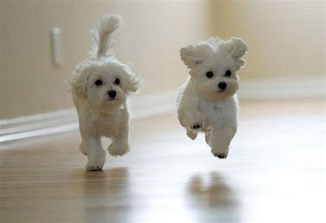 Funny Animals Wallpapers Cute Puppies