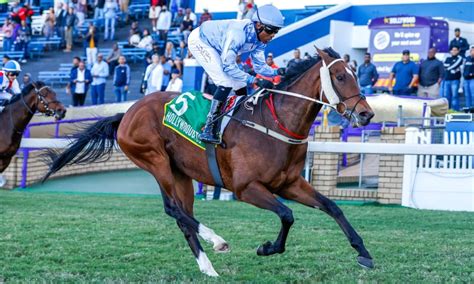2023 Hollywoodbets Durban July Horse Profile Winchester Mansion