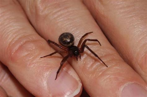 False Widow Spider On Rampage In Britain Daily Star