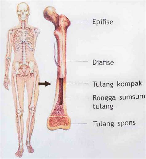 Gambar Struktur Tulang Pulp