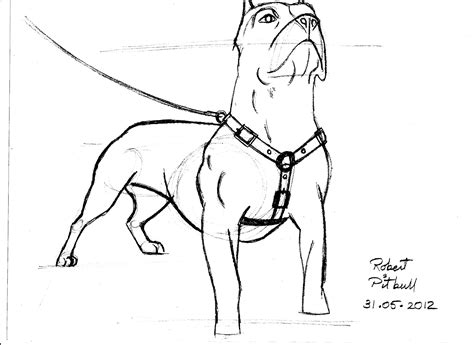 Blue Nose Pitbull Coloring Pages Coloring Pages