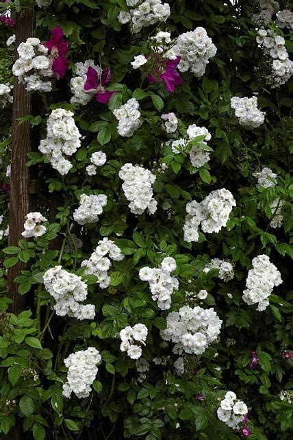 Ramblerrose Perennial Blush Schönste Rosen And Expertenwissen