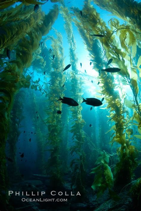 Spectacular Kelp Forest And Sunbeams Catalina Island Macrocystis