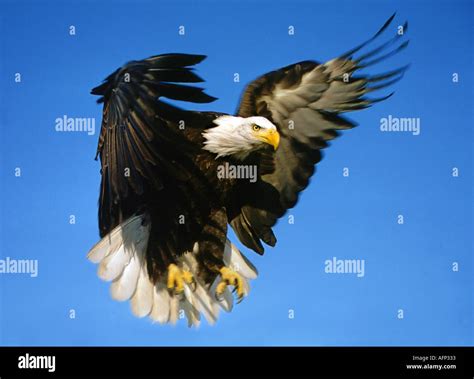 Usa Idaho American Bald Eagle In Flight Preparing To Land In Birds Of