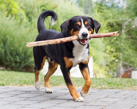 Entlebucher Sennenhund Hunderassen Zooplusch