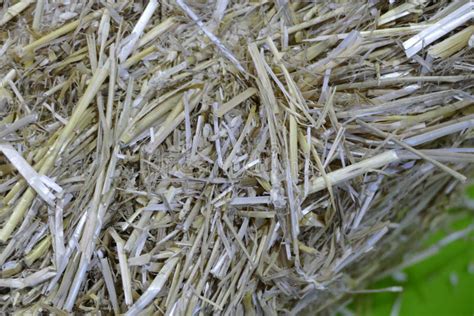 Natural Dry Straw Texture Detail Stock Photo Image Of Farm Organic