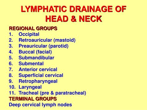 Ppt Lymphatic Drainage Of Head And Neck Powerpoint Presentation Id