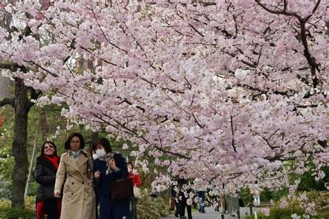 Beautiful Pics Cherry Blossom Season In Japan