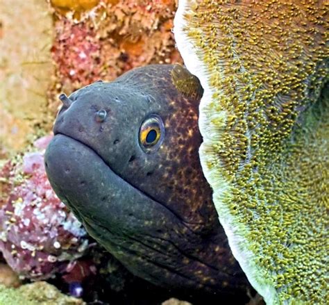 Get all the lyrics to songs by moray eel and join the genius community of music scholars to learn the meaning behind the lyrics. Giant Moray Eel - "OCEAN TREASURES" Memorial Library