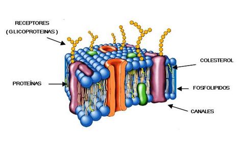 Definición De Membrana Celular Concepto En Definición Abc