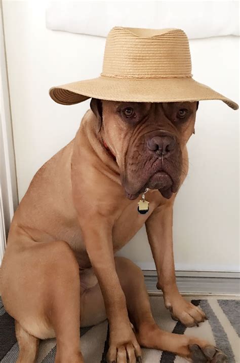 Our Dogue De Bordeaux Farmer Meatball Cute Funny Animals Cute Cats