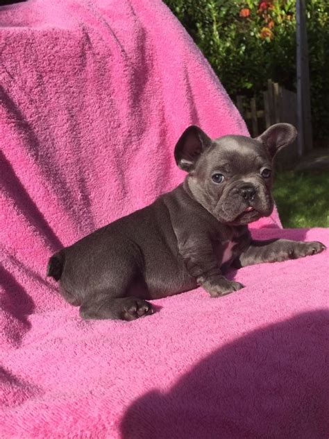 As an akc breeder of merit our puppies have been given the advantage of superior genetics and our comprehensive puppy imprint training program. French Bulldog Puppies For Sale | Charlotte, NC #169776