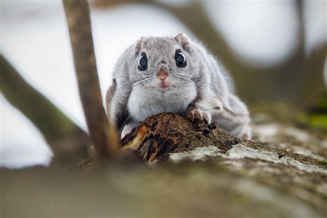 Siberian Flying Squirrel Pteromys Volans Copyright © L