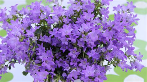 Okay, it literally cannot get any better than pizza…unless you top a slice of pizza with a bunch of flowers—such a cute girly wallpaper! Purple - Phone wallpapers
