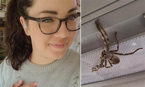 Aussie Woman Finds Massive Huntsman Spider Inside Car While Driving At 100 Km Hr Dimplify
