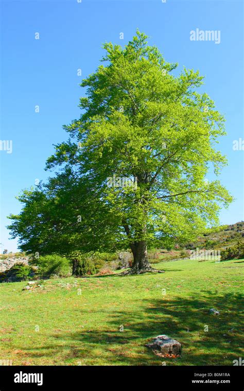 Beech Tree Fagus Sylvatica In Spring Whole Tree Stock Photo Alamy
