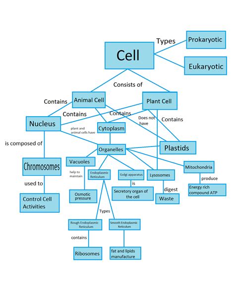 Concept Map Showing The Characteristics Of Cells United States Map