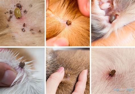 Can A Tick Burrow Under A Dogs Skin