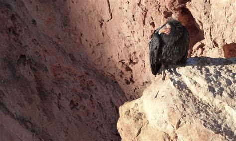 Condors Glen Canyon National Recreation Area Us National Park Service