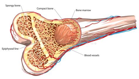 *organ *cell membrane *nucleolus *centrosome, study of form and structure of organism. Bone structure stock vector. Illustration of tissue, epiphysis - 65520796