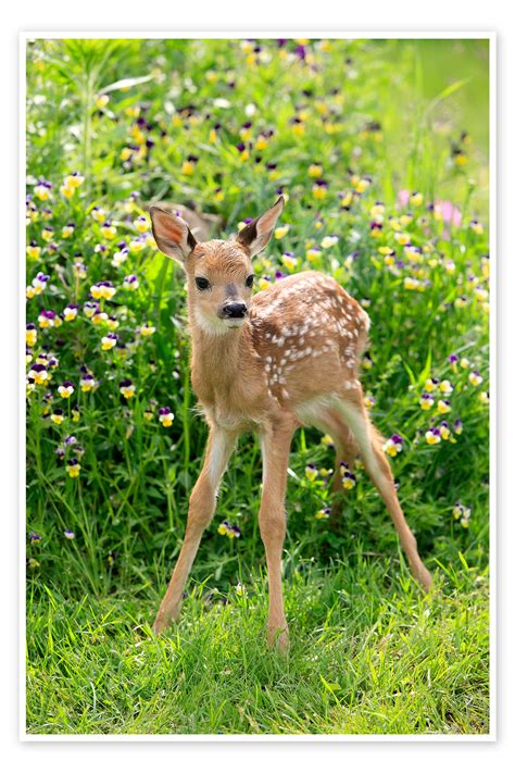 White Tailed Deer Fawn Print By Sohns Posterlounge