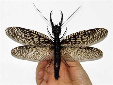 Giant Flying Bug With Fangs Discovered In China Business Insider