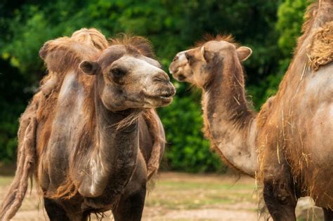 Wild Bactrian Camel Is This Animal Endangered