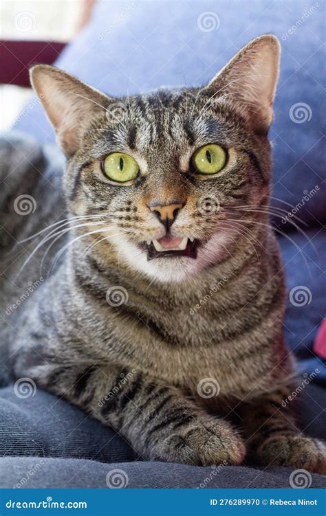 Cute Tabby Cat Meowing Stock Photo Image Of Whiskers 276289970