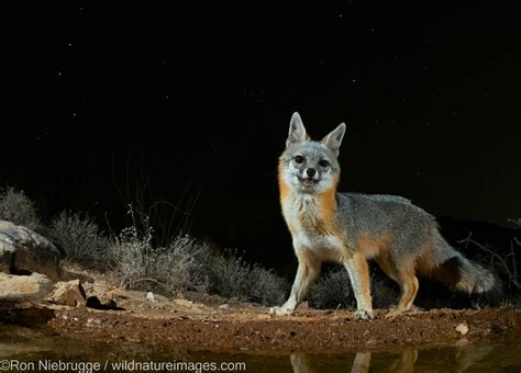 Gray Fox Marana Near Tucson Arizona Photos By Ron Niebrugge