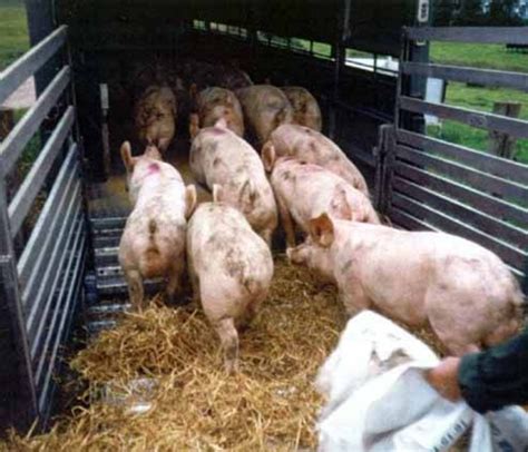 Transporte De Cerdos Y Bienestar Animal Por Antonio Velarde