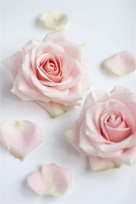 Sweet Avalanche Rosesperfect For Wedding Flower Designs
