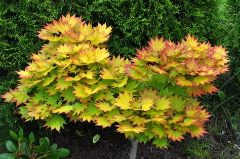 More hardy and vigorous than the full moon maple a. AUTUMN MOON Maple Seeds Acer Shirasawanum BEAUTIFUL 1