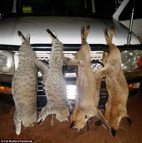 Cat Busters Vigilante Group Trap Pets And Shoot Ferals In Melbourne
