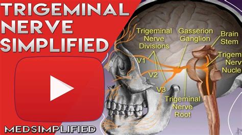 Trigeminal Nerve Anatomy Cranial Nerve Course And Distribution
