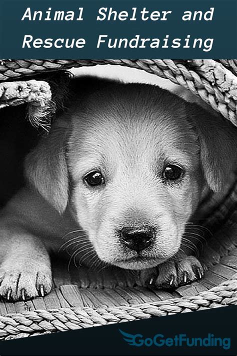 22 Best Fundraising Ideas For Animal Shelters Images On Pinterest