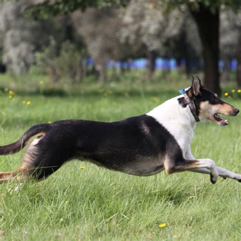 We grew ours as well as our livestock for use on the ranch. Collie Smooth Breed Guide - Learn about the Collie Smooth.