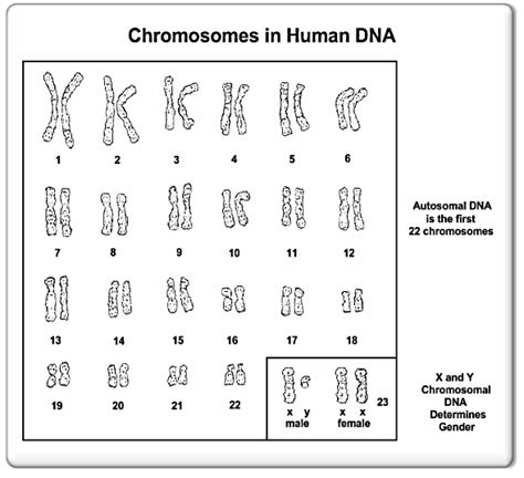23 Chromosomes Chart Sexiezpix Web Porn