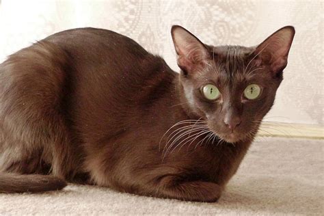 Top 7 Brown Cat Breeds With Pictures Pet Keen Online Store