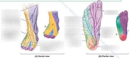 Foot Cutaneous Innervation Map Diagram Quizlet