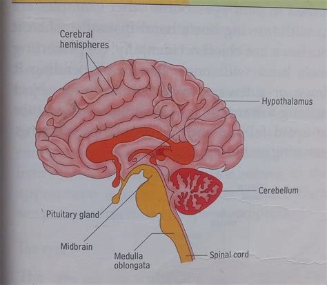 Draw The Diagram Of Human Brain And Label Medulla And Cerebellum And