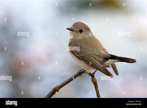 Adaptar Las Aves Comunes De Asia Del Sudeste En La Naturaleza Fotografía De Stock Alamy