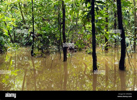 Flooded Rainforest In The Ecuadorian Amazon Stock Photo Alamy