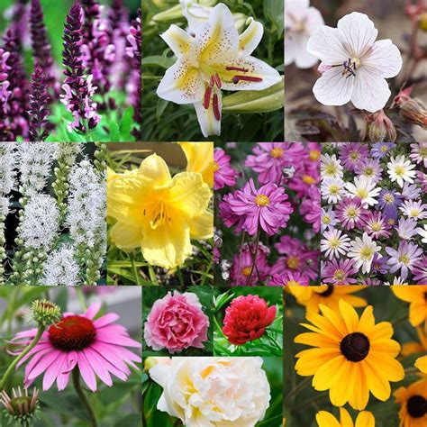 All Season Blooming Perennial Collection Flower Bed Plants Oriental