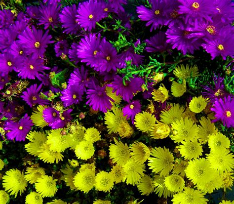Kids Fun And Go Purple And Yellow Flowers Spring Flowers Yellow And